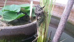 Cryptotympana facialis