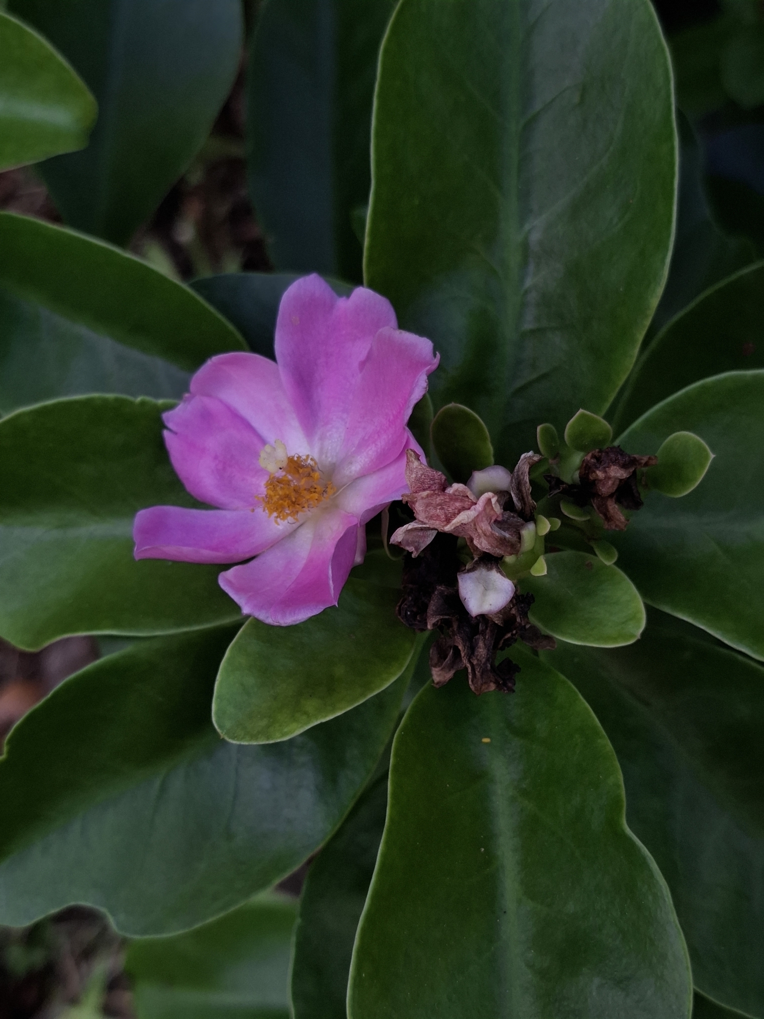 Imagem de Rosa-do-deserto
