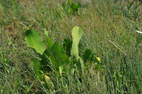 Image of Limnocharis flava by (c) Patrick, some rights reserved (CC BY)