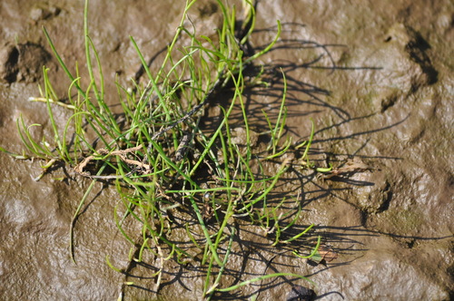 Schaffner's Grasswort (Lilaeopsis schaffneriana)