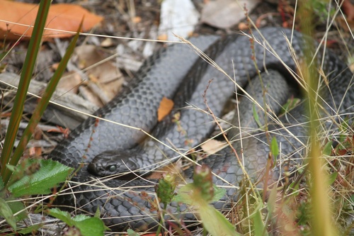 Tiger Snake sighting