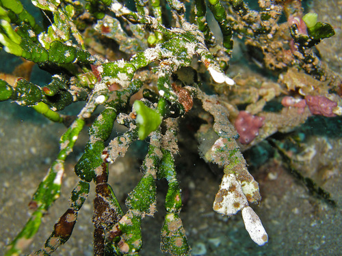 Halimeda kanaloana observed 2010-03-26
