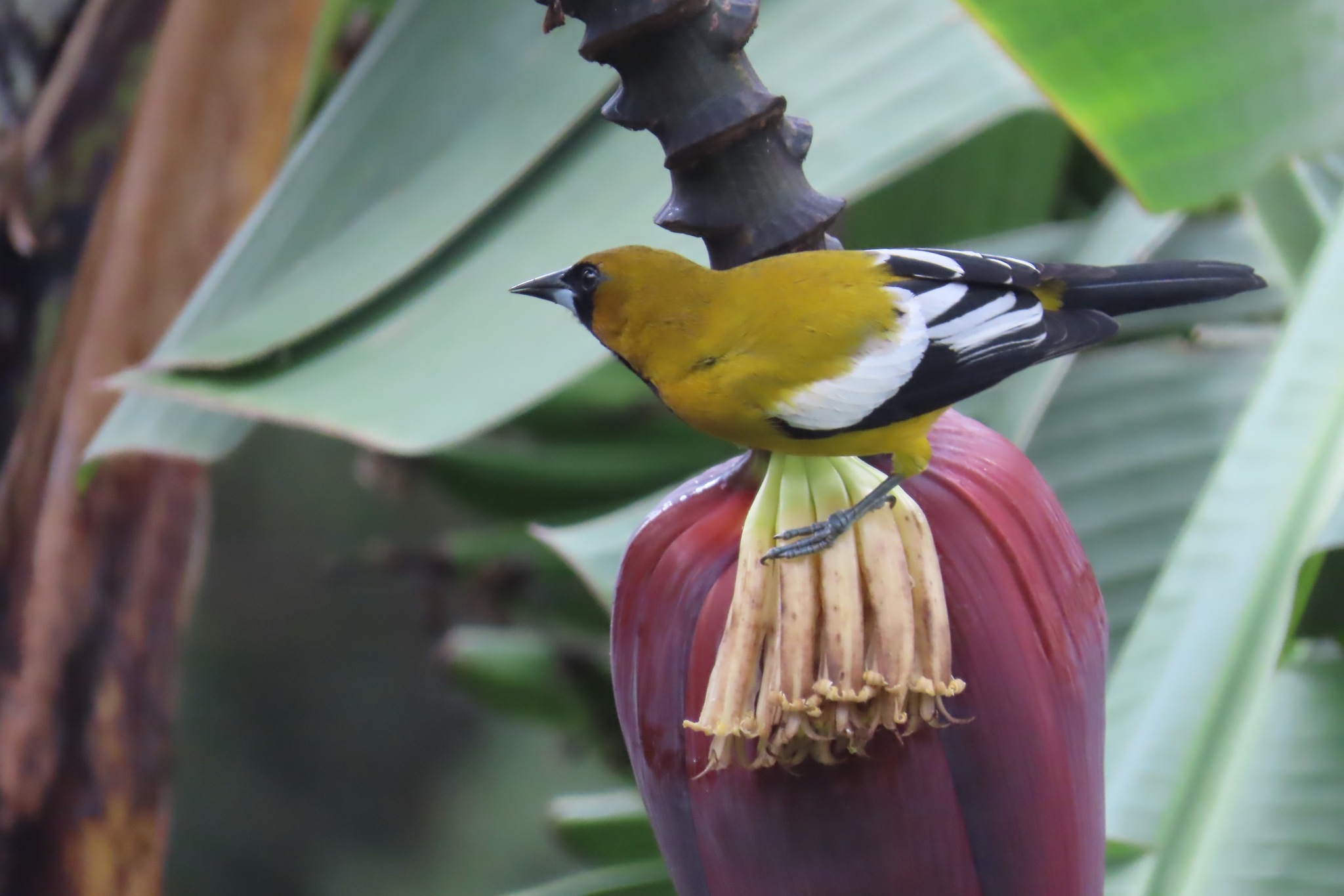 Jamaican Oriole (Icterus leucopteryx), photo 3