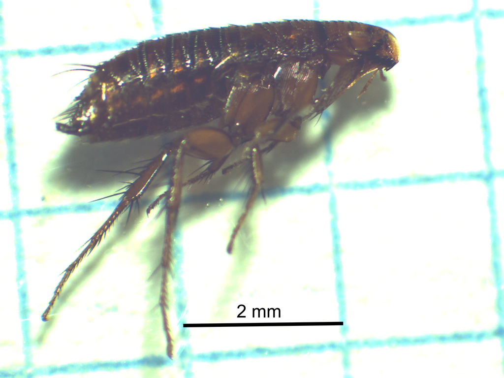 Macropsylloidea