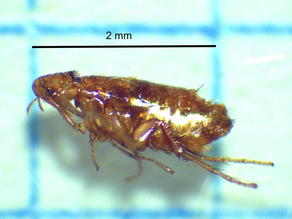 Pygiopsyllidae