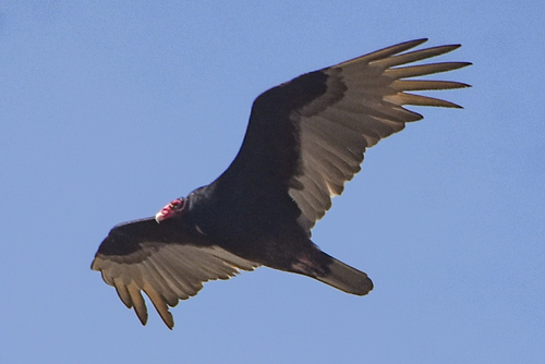 Turkey Vulture photographed in Oklahoma