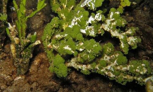 Halimeda kanaloana observed 2014-04-01