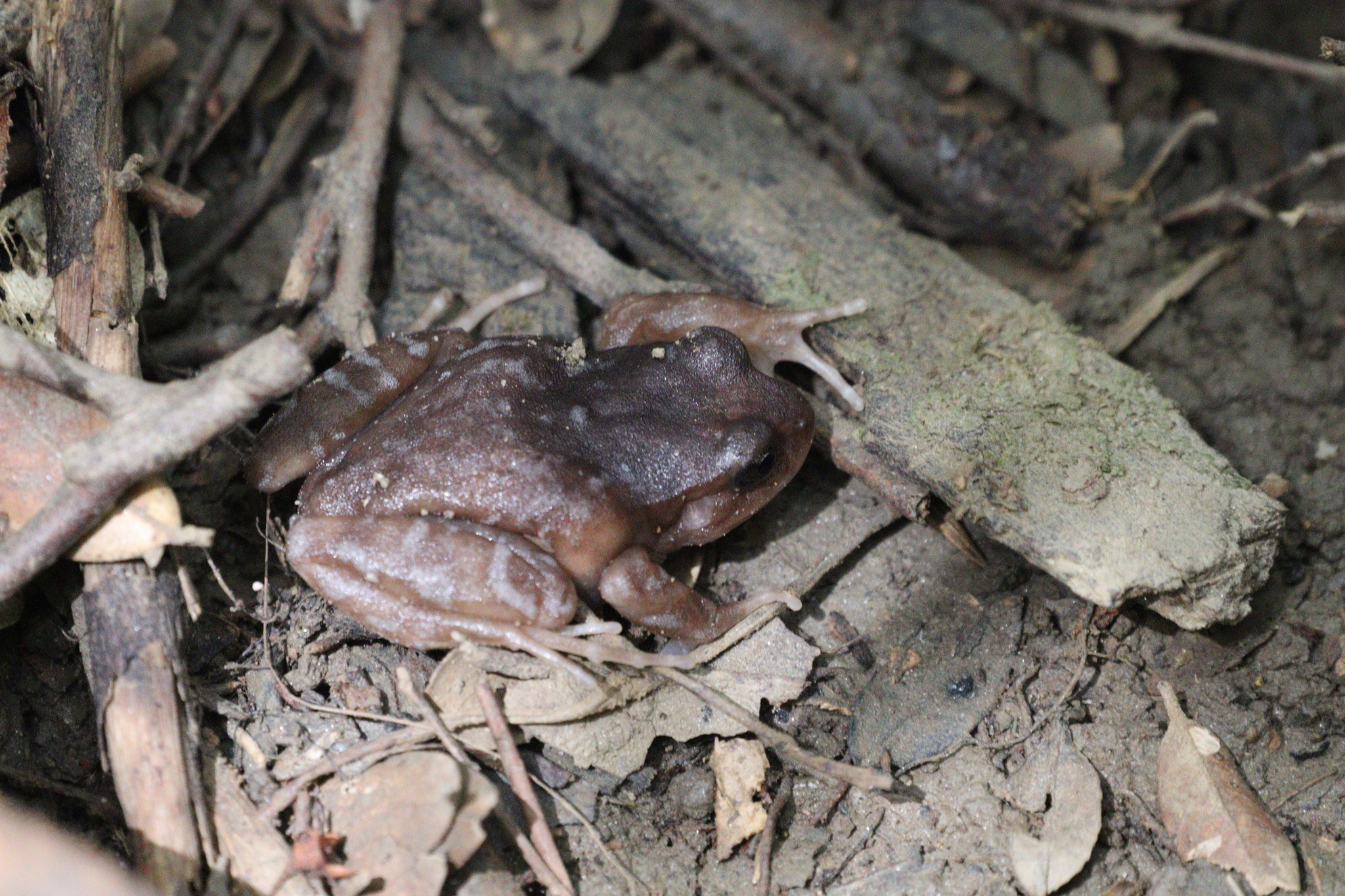 Eupsophus altor Nuñez, Rabanal & Formas, 2012