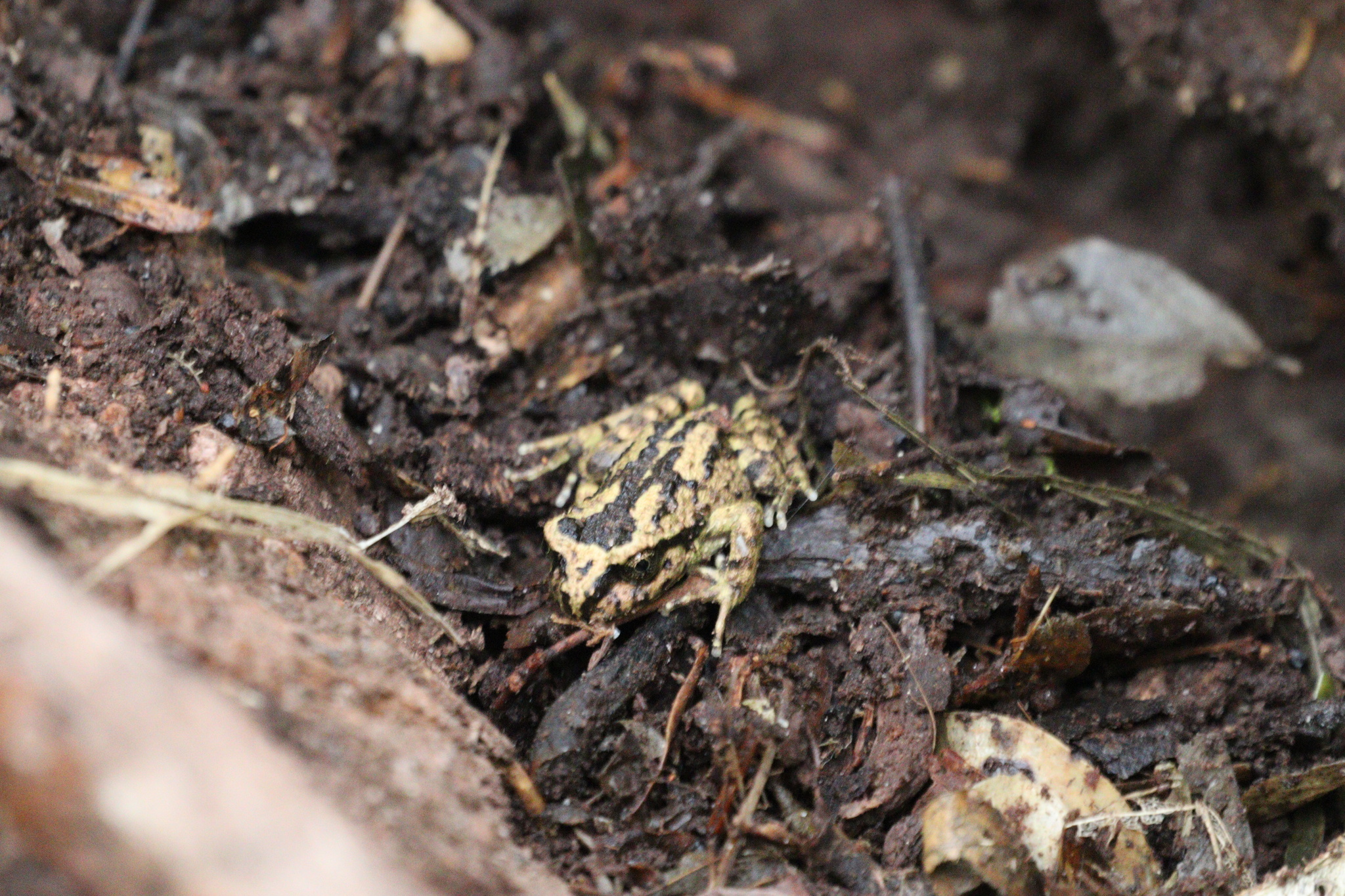 Eupsophus altor Nuñez, Rabanal & Formas, 2012