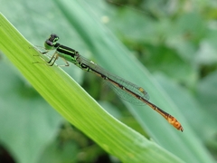 Agriocnemis minima