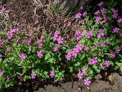 Saponaria