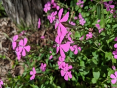 Saponaria