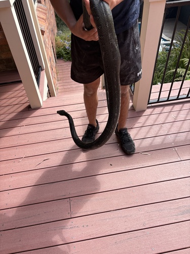 Diamond Python sighting