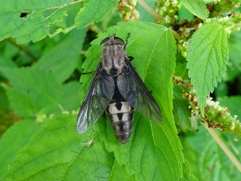 Whitney's Horse Fly