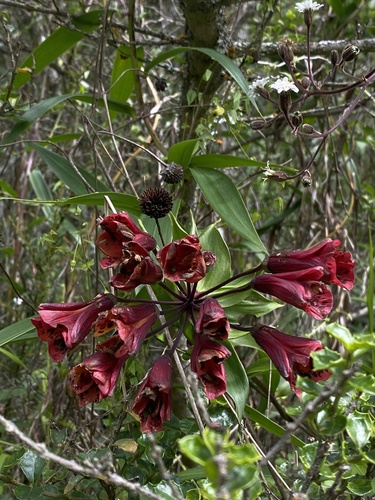 Bomarea formosissima (Bomarea formosissima)