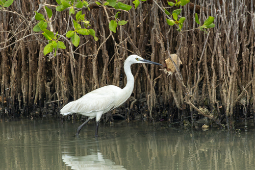 Garzetta (Egretta garzetta)