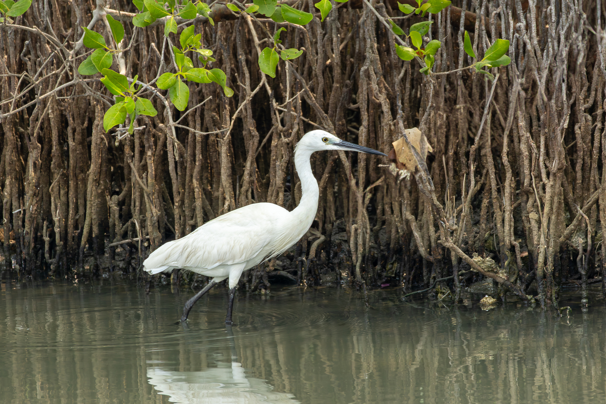 Little Egret (Egretta garzetta)