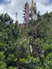 Tillandsia walteri