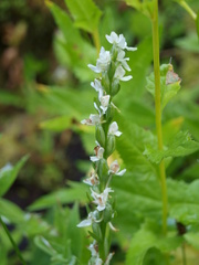 Platanthera dilatata leucostachys