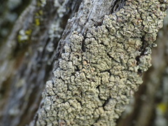 Hypocenomyce scalaris