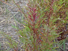 Epilobium leptophyllum