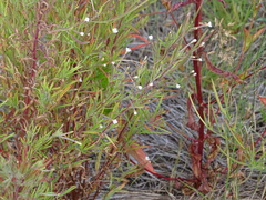 Epilobium leptophyllum