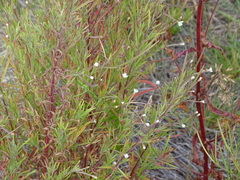 Epilobium leptophyllum