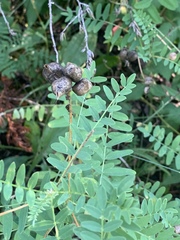 Astragalus neglectus