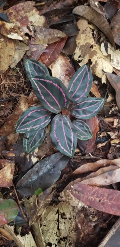 Goeppertia roseopicta