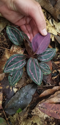 Goeppertia roseopicta