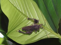 Pseudomictis distinctus