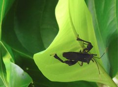 Pseudomictis distinctus