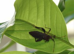 Pseudomictis distinctus