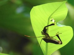 Pseudomictis distinctus