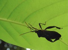 Pseudomictis distinctus