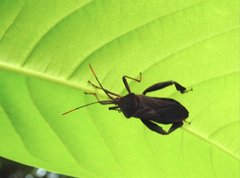 Pseudomictis distinctus