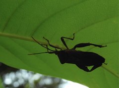 Pseudomictis distinctus