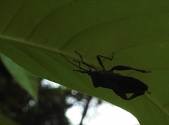 Pseudomictis distinctus