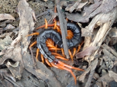 Scolopendra dehaani