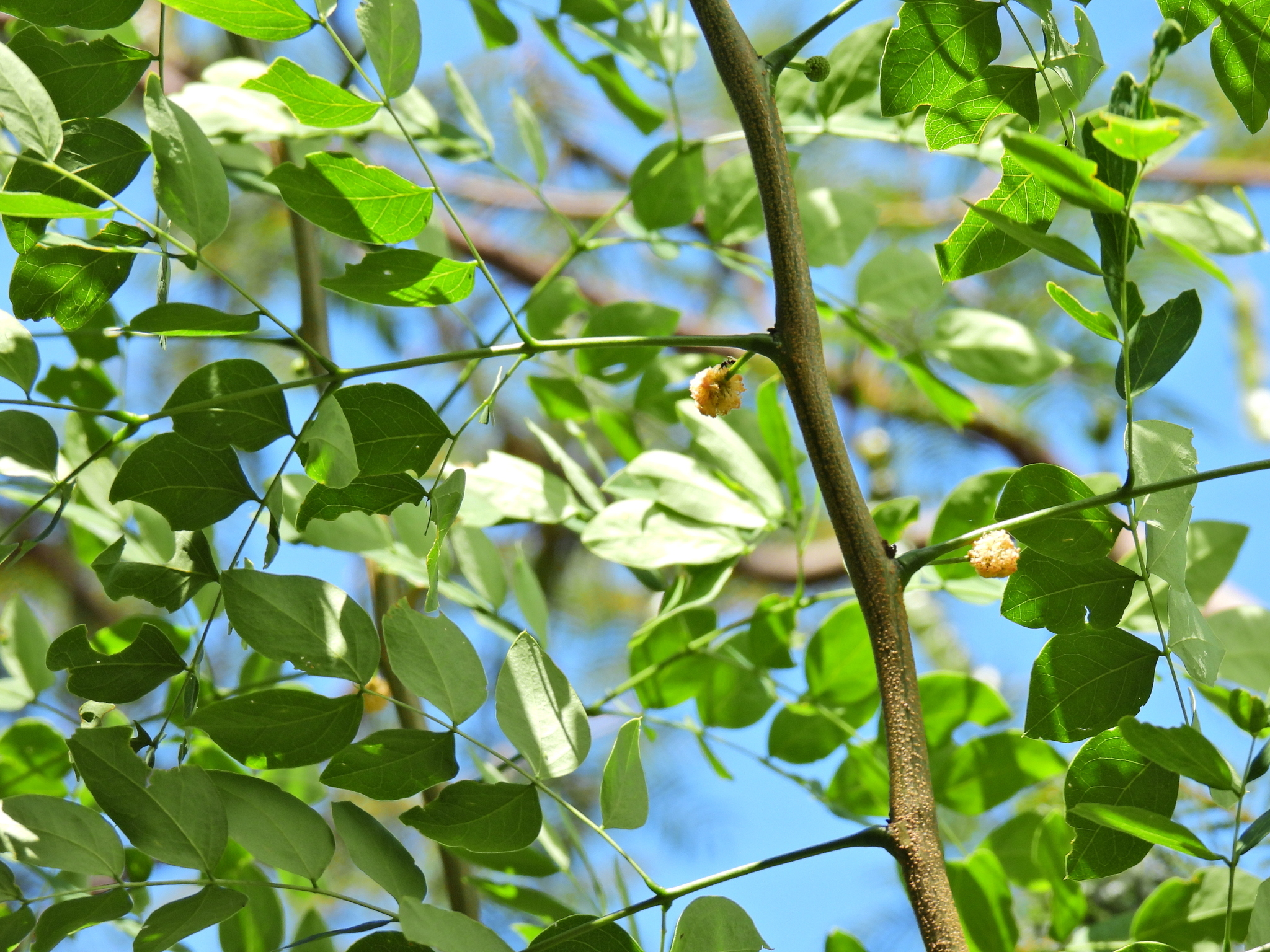 Leucaena trichodes