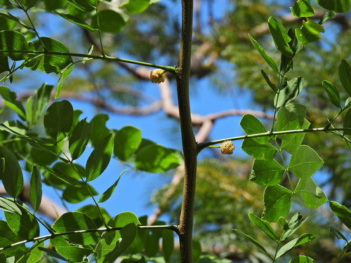 Leucaena trichodes observed 2025-02-25