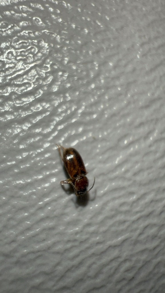 Impoverished Harp Ground Beetle