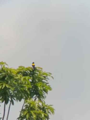 Yellow-mantled Widowbird (Euplectes macroura), photo 4