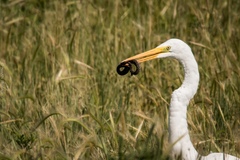 Crotalus polystictus