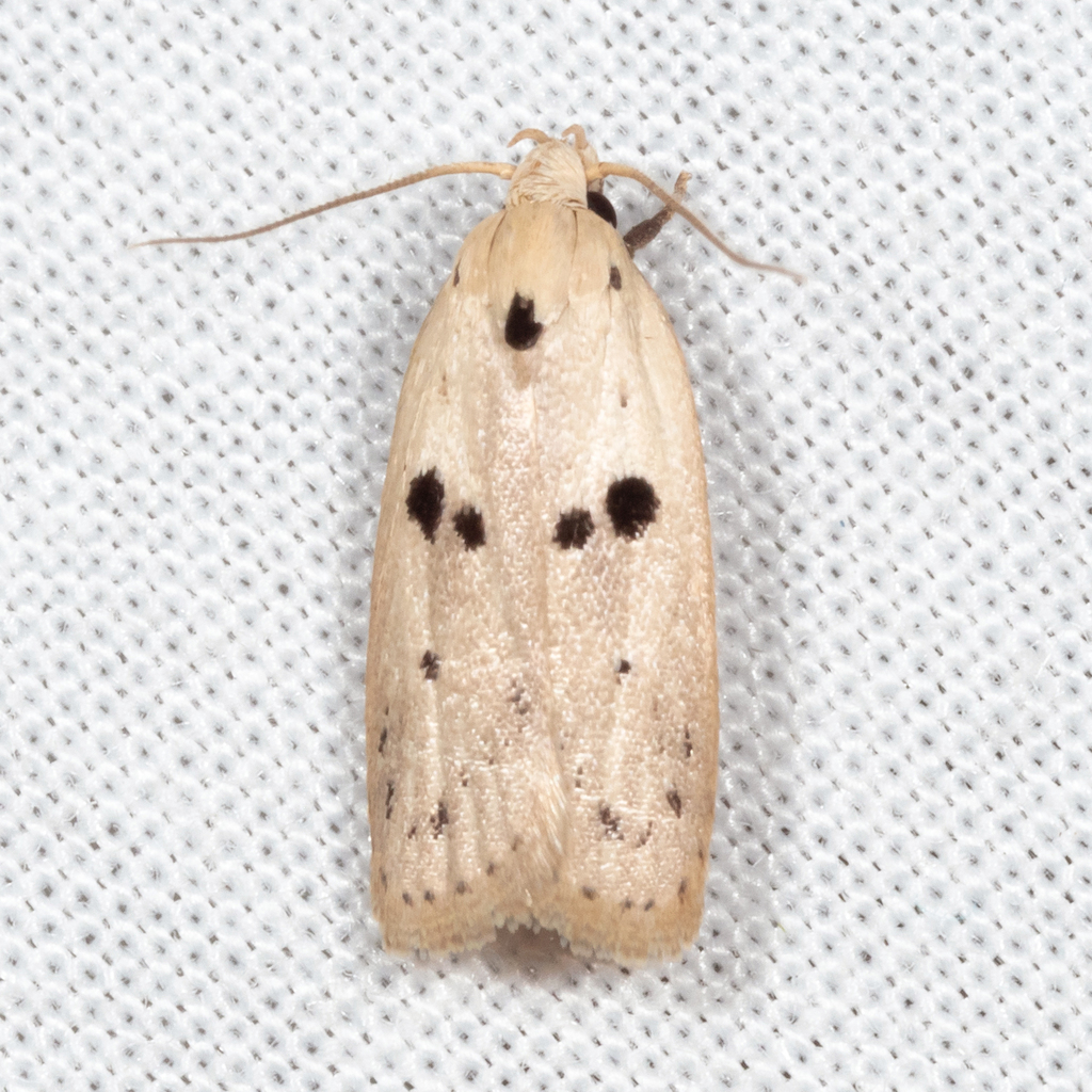 Scythropiodes issikii
