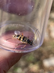 Typocerus sparsus