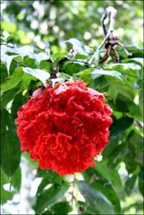 Brownea grandiceps