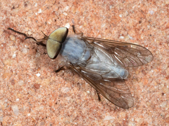 Leucotabanus annulatus