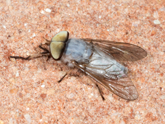 Leucotabanus annulatus