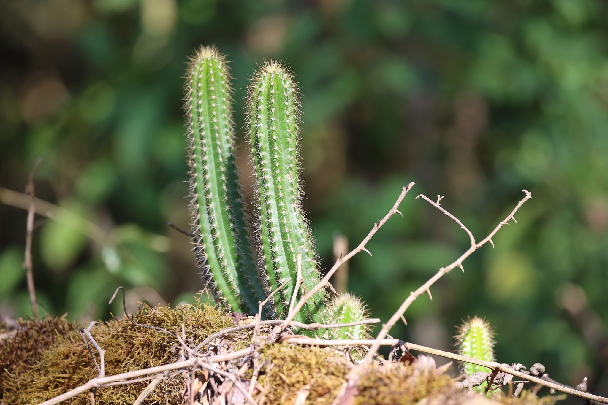 Trichocereus arboricola
